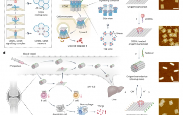 Nature Materials：DNA折纸装置在空间上控制CD95信号传导以诱导类风湿性关节炎免疫