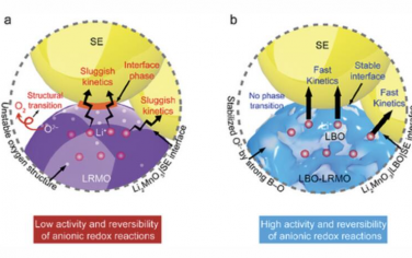 AM：全固态电池中通过晶格氧和锂离子动力学调节促进富锂阴极的阴离子氧化还原反应