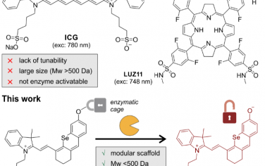 Angew：酶激活的近红外半花菁可作为模块化支架以用于体内光动力治疗