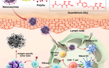 ACS Nano：自佐剂聚胍纳米疫苗用于癌症免疫治疗
