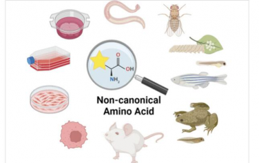 Chem. Rev.：动物和动物细胞中的非常规氨基酸掺入