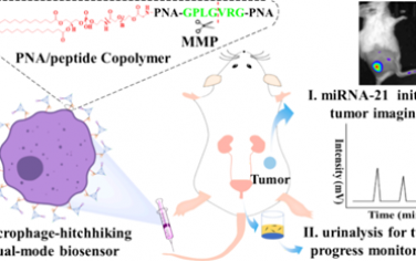 JACS：搭便车巨噬细胞的多功能肽核酸/肽共聚物双模态生物传感器用于增强肿瘤成像和尿液分析