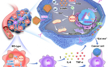 Nano Lett：Se基核心-卫星纳米组装体可重编程肿瘤相关巨噬细胞以增强癌症免疫治疗