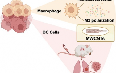 ACS Nano：多壁碳纳米管可重编程巨噬细胞以通过NBR2/TBX1轴促进乳腺癌转移