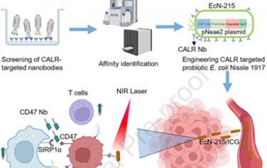 Biomaterials：钙网蛋白纳米抗体工程化的益生菌可通过精准光热治疗重编程肿瘤微环境