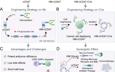 Angew：展示糖基化纳米抗体的工程化细胞囊泡用于癌症免疫治疗
