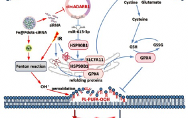 ACS Nano：靶向环状RNA ADARB1的纳米载体可通过协同促进铁死亡提高鼻咽癌的放射敏感性