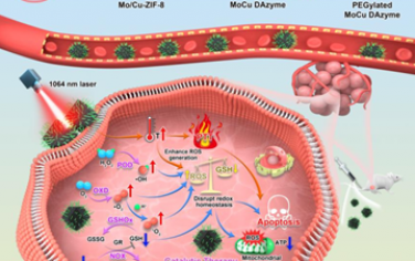 Angew：具有多重模拟酶活性的MoCu双原子纳米酶可级联扩增氧化应激以实现癌症协同治疗