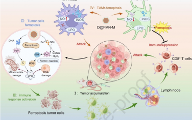 Biomaterials：利用仿生诱导剂实现肿瘤和M2型巨噬细胞的双重铁死亡以增强肿瘤免疫治疗