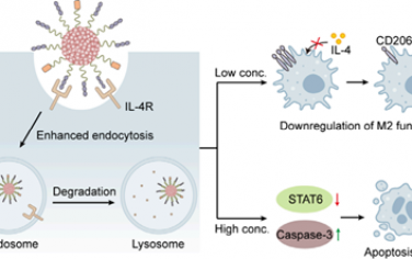 JACS：声动力nano-LYTACs可逆转肿瘤免疫抑制微环境以用于肿瘤免疫治疗