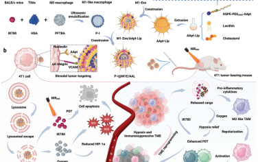 Adv. Mater：生物界面工程化杂化纳米囊泡用于靶向重编程肿瘤微环境