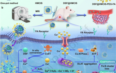 Biomaterials：“火上浇油”策略可实现铁死亡-铜死亡的自加速循环以用于抗肿瘤治疗