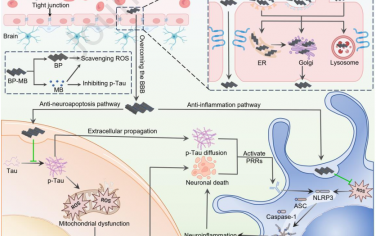 Biomaterials：高血脑屏障渗透性纳米药物可逆转神经细胞凋亡和神经炎症以治疗阿尔茨海默病