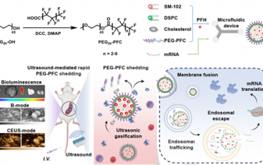 Angew：氟化聚乙二醇化脂质纳米颗粒用于超声增强的脾脏靶向mRNA递送以实现免疫治疗