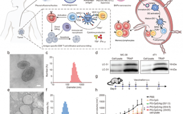 Adv. Mater：基于仿生自噬体的纳米疫苗可增强抗癌免疫