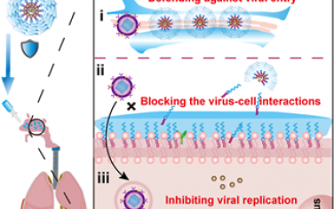 ACS Nano：可吸入的纳米盾能够有效预防流感病毒感染