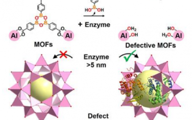 Angew：使用MOF的动态配体实现酶的封装
