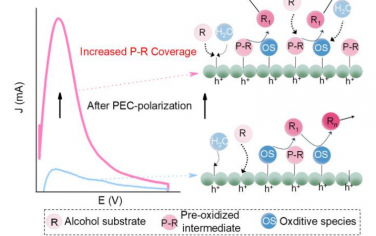 南理工Angew：光电化学调节表面覆盖度抑制产物过度氧化