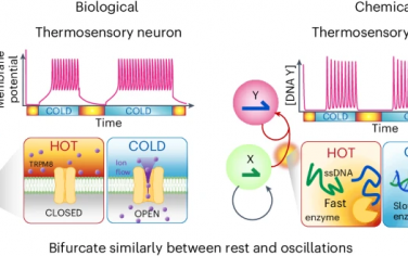 Nature Chemical Engineering：基于DNA的刺突化学神经元对温度的神经编码