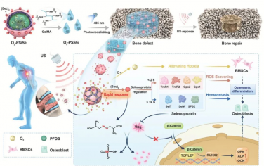 AFM：硒蛋白调节水凝胶超声控制微环境重塑促进骨缺损修复