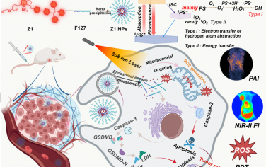 Angew：线粒体靶向光敏剂用于实现联合焦亡-凋亡的NIR-II成像/光声成像引导的光学治疗