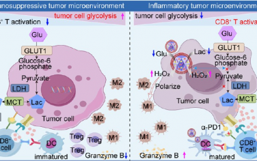 Nano Lett：代谢调节介导的肿瘤免疫抑制微环境逆转可增强协同的代谢治疗和免疫治疗