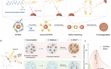 Angew：肿瘤内转化硼纳米增敏剂用于增强硼中子俘获治疗