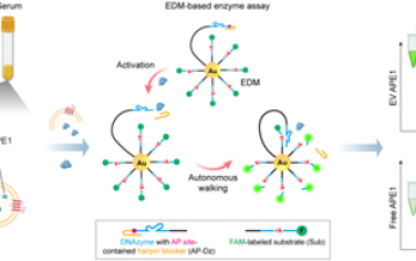 Angew：球形DNA纳米马达可超灵敏检测细胞外囊泡中的活性酶以用于癌症诊断