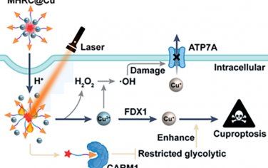 ACS Nano：肽-铜自组装纳米粒子可通过代谢重编程增强肿瘤细胞铜死亡