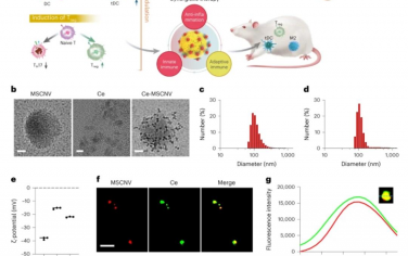 Nature Nanotechnology：囊泡纳米杂化疗法在胶原诱导的关节炎模型中调节先天免疫和适应性免疫