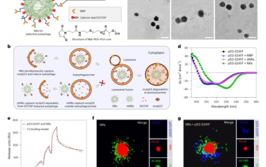 Nature Nanotechnology：纳米受体通过选择性自噬受体促进突变型p53蛋白降解