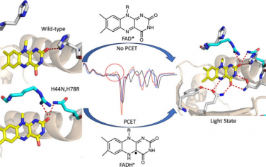 JACS：FAD的光感受器APPABLUF增强蓝光PCET