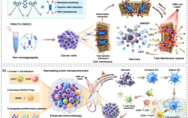 Angew：膜锚定NIR-II小分子可实现光增强的质膜破裂以改善癌症光免疫治疗