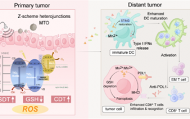 ACS Nano：谷胱甘肽响应性MOF衍生的MnxOy/(A/R)TiO2纳米颗粒可增强声动力/化学动力学/免疫治疗