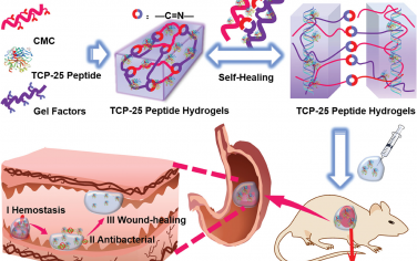 AFM：仿生自修复水凝胶可快速止血并加速胃溃疡伤口愈合
