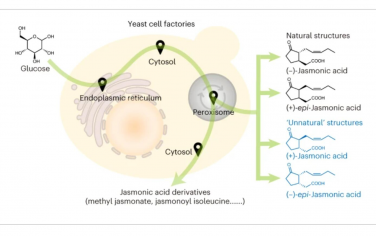 Nature Synthesis：用于茉莉酸盐从头合成的工程酵母