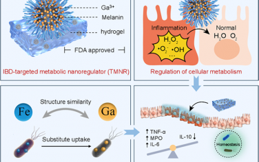 ACS Nano：代谢纳米调节剂可重塑肠道微环境以治疗炎症性肠病