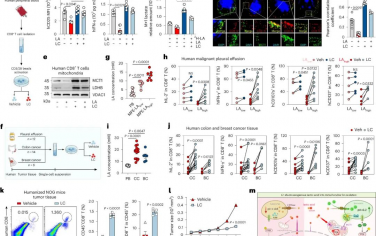 Nature Immunology：精神药物-碳酸锂，提高癌症免疫治疗