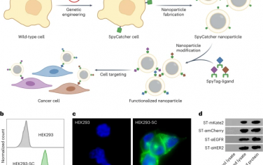 Nature Nanotechnology：利用基因工程增强细胞膜包覆纳米颗粒功能的模块化方法