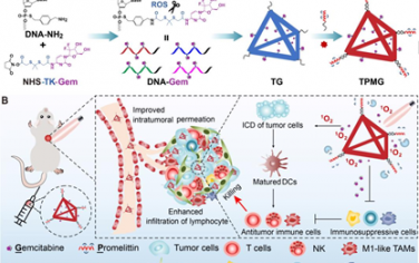 Angew：具有高肿瘤穿透性能的DNA纳米平台可高效重建免疫抑制性肿瘤微环境