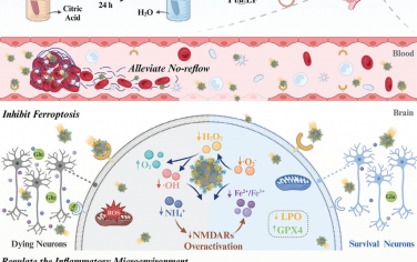 Adv. Mater：仿生纳米马达可深度穿透缺血部位和抑制铁死亡以实现对缺血性脑卒中的神经保护治疗