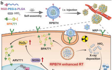 Adv. Mater：集成PROTAC前药的纳米增敏剂用于增强癌症放射治疗