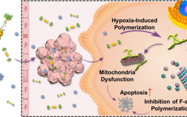 JACS：乏氧引发的超分子自由基可诱导细胞内聚合以实现肿瘤精准治疗