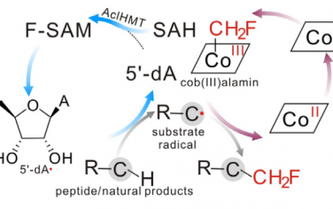 天津大学Angew：B12依赖SAM酶催化C-氟甲基化