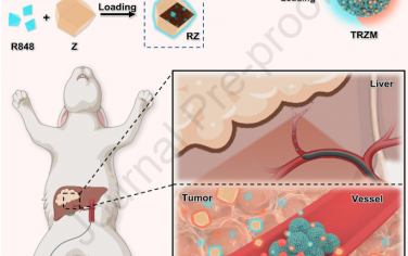 Biomaterials：乏氧激活的级联纳米疫苗用于肝细胞癌的协同化学栓塞-免疫治疗