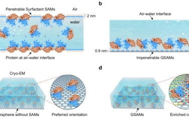 Nat Commun：自组装超结构减轻冷冻电镜中的空气-水界面效应