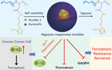 Biomaterials：乏氧反应胶束可剥夺硬脂酰辅酶A去饱和酶-1的辅助因子和增强铁死亡卵巢癌治疗