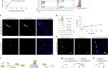 Nature Nanotechnology：使用靶向短循环调节蛋白抑制对团注纳米颗粒的急性补体反应