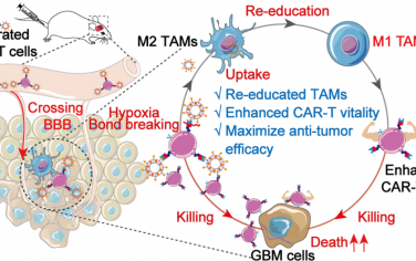 ACS Nano：利用集成型CAR T细胞对肿瘤相关小胶质细胞和巨噬细胞进行再教育以增强GBM免疫治疗