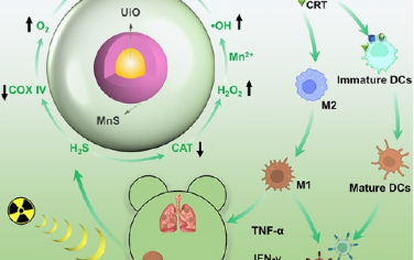 ACS Nano：核-壳纳米增敏剂介导的免疫抑制性肿瘤微环境调节可通过免疫原性放疗增强抗肿瘤免疫